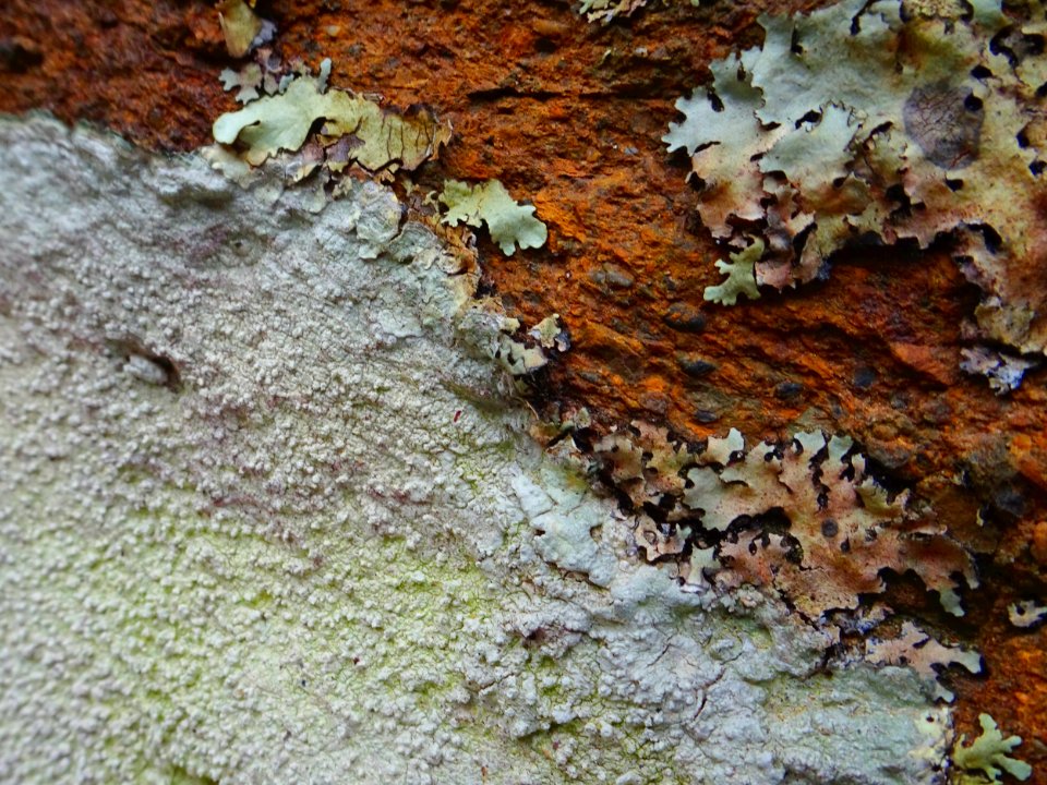 Lichen cliff face (Explored)