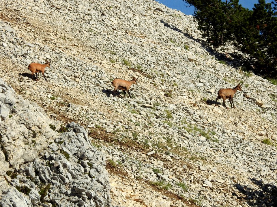 Chamois  Mt Ventoux  nord  Draille de Fonfiole