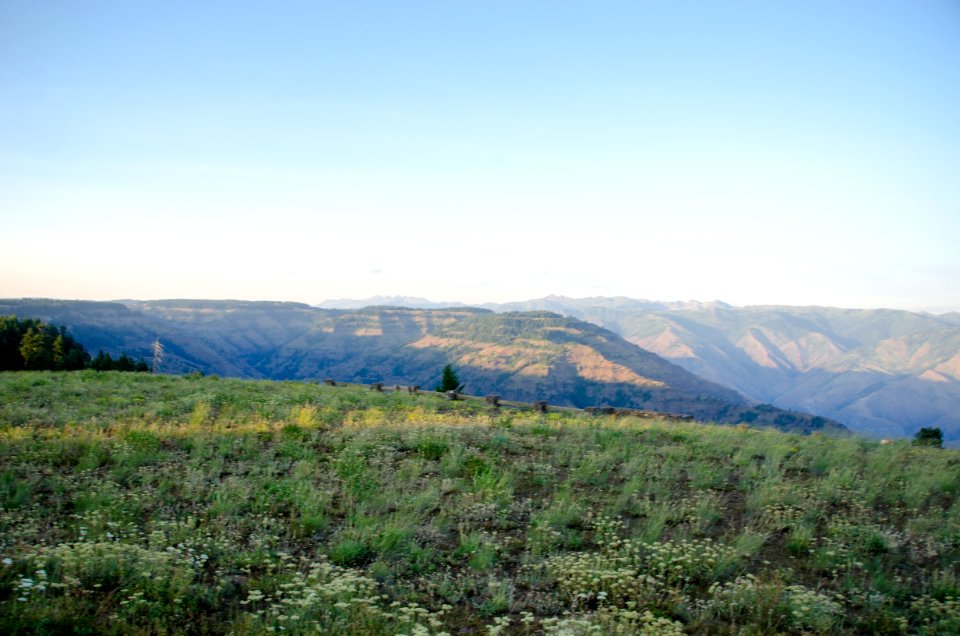 Field of Wildflowers at Hell's Canyon Overlook, Wallowa Whitman National Forest photo