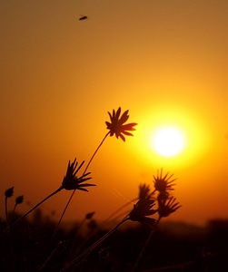 Flowers red sky