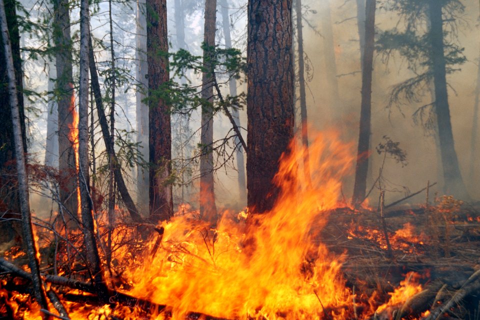 464 Prescribed fire burn, Colville National Forest
