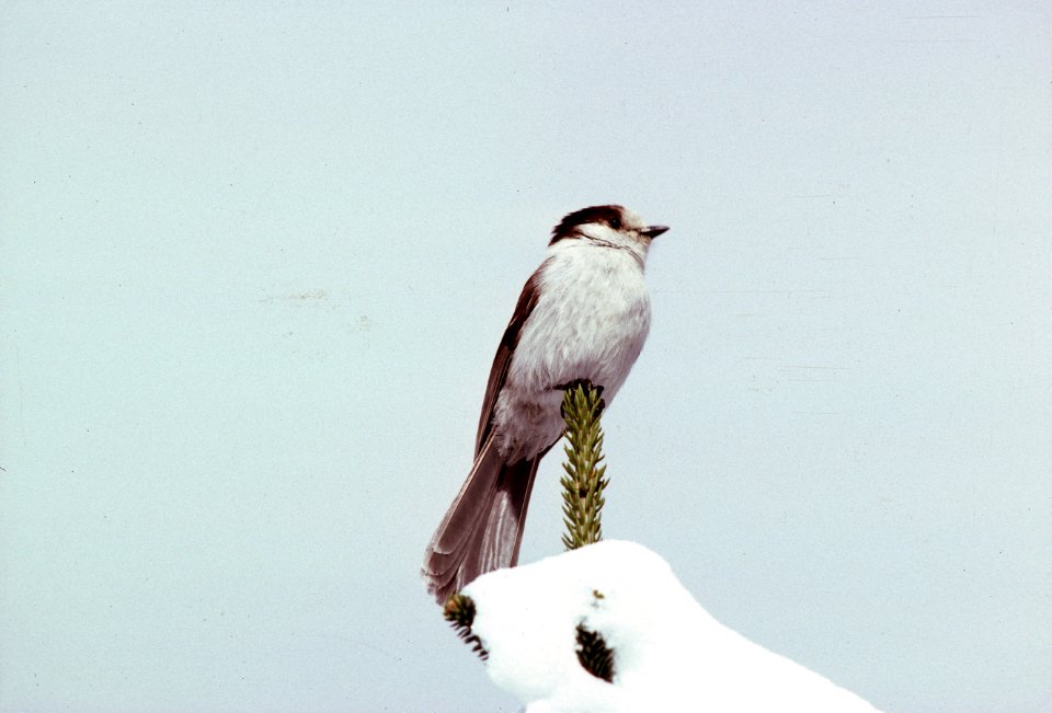 Canadian jay.jpg