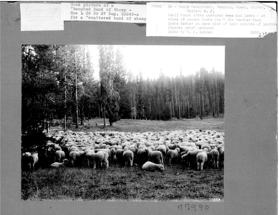 77990 Bunched Sheep, Wallowa NF, OR 1908