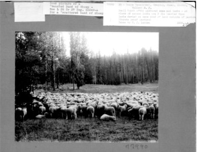 77990 Bunched Sheep, Wallowa NF, OR 1908 photo