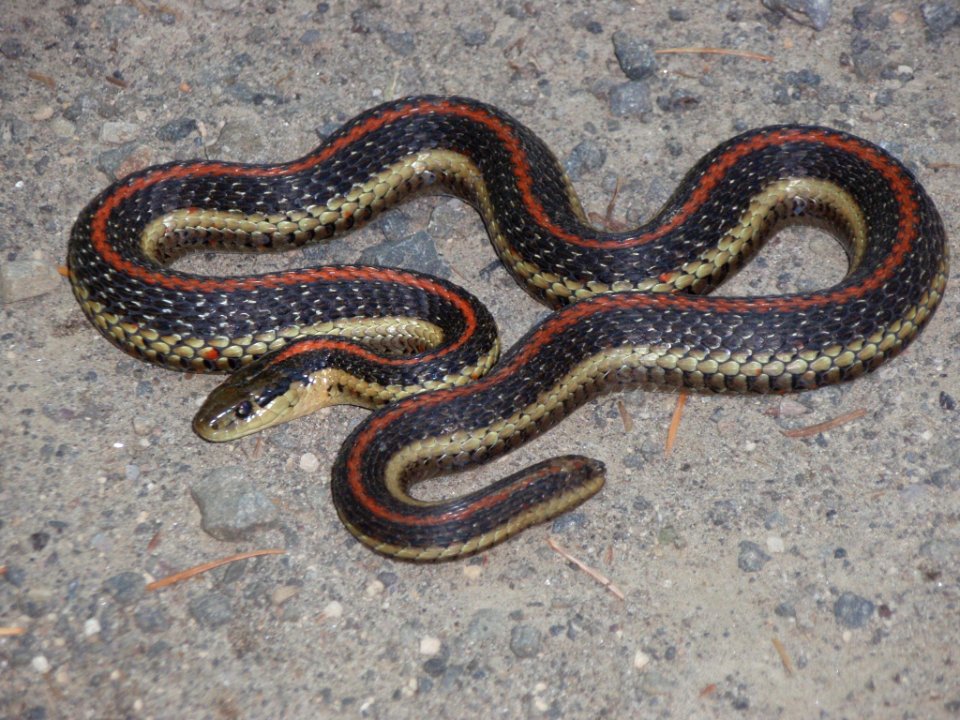 Northwestern Gartersnake