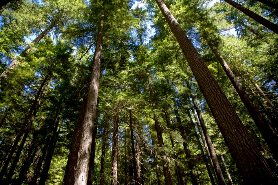 Siuslaw NF Alsea River 2