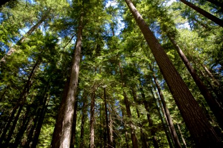 Siuslaw NF Alsea River 2