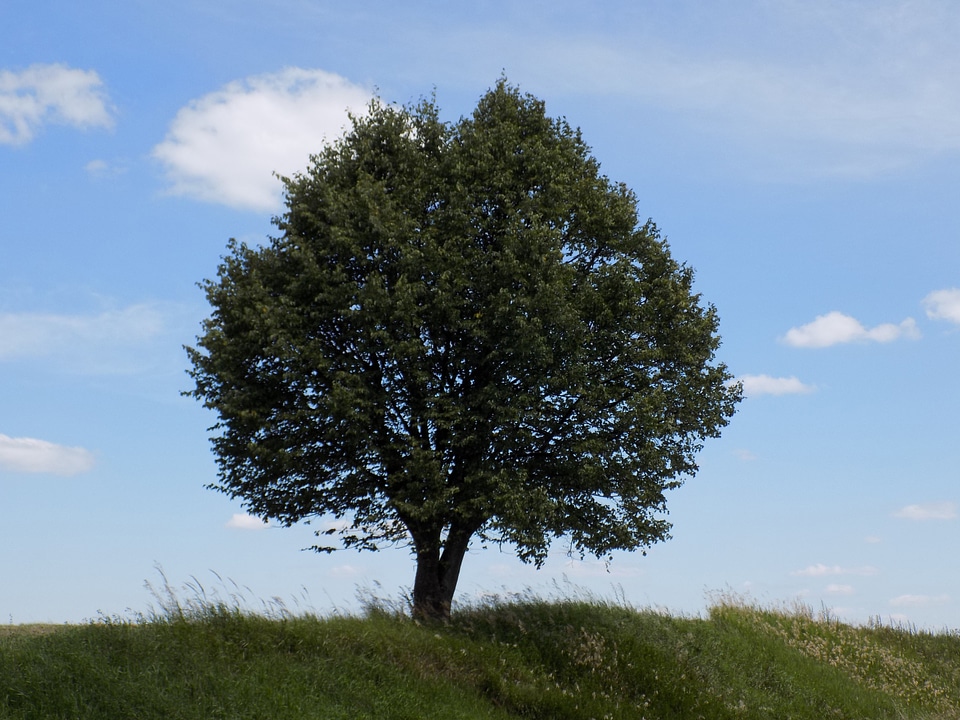 Tree nature landscape