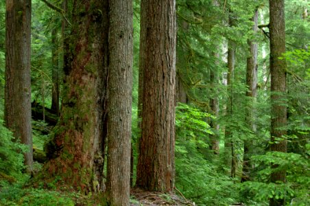 Mack Creek old growth004