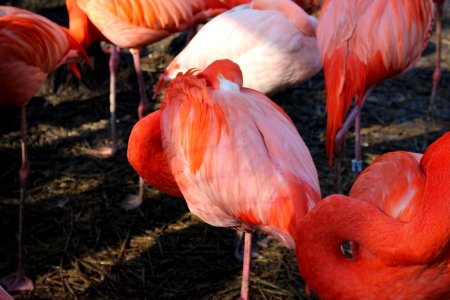 Flamingo photo