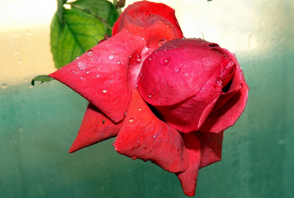 Flower petals drops