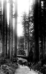 N H (Nehalem) Road, OR - Ford
