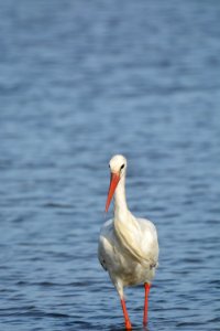 Cigogne blanche (Ciconia ciconia)