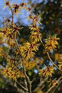 Ornamental plant witch hazel plant hamamelidaceae