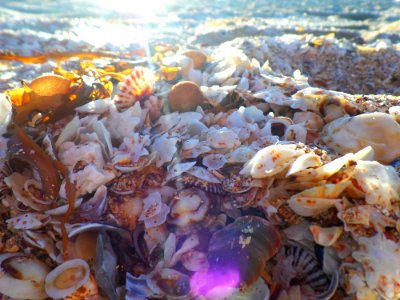 Sunset Seashells