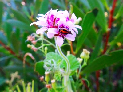 Ladybug at home (Explored) photo