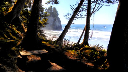 Tranquil campsite in the coastal forest of Olympic National Park's Wilderness Coast photo