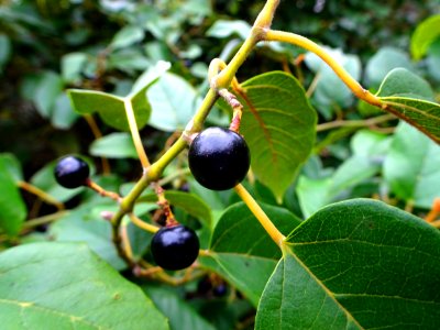 Black winter berries photo