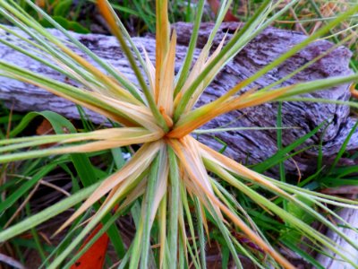 Grass photo