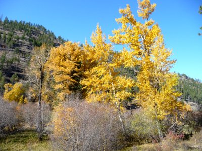 Birch Trees in Fall, Wallowa-Whitman National Forest photo