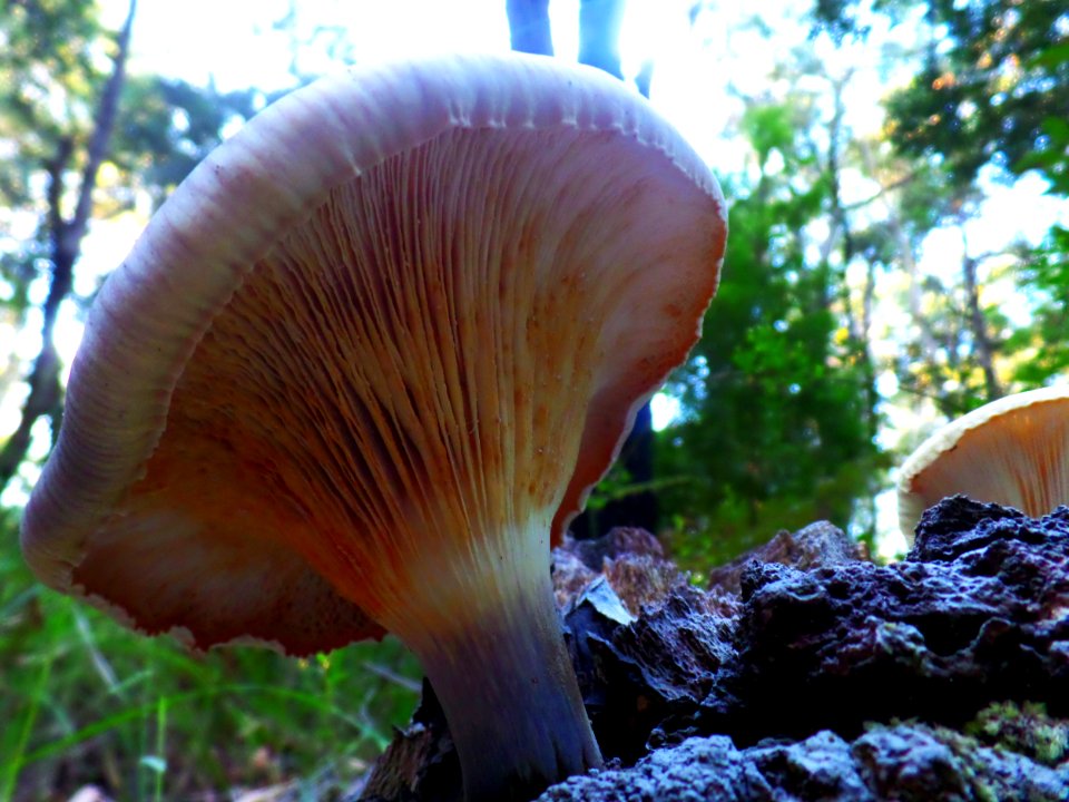 Surprise toadstool photo