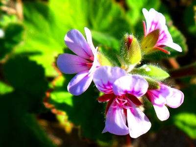 Native geranium