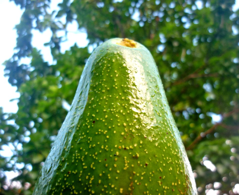 Aguacate 1