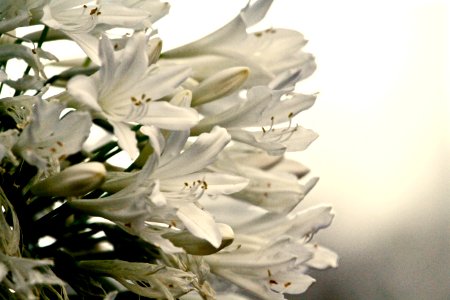 white Delight