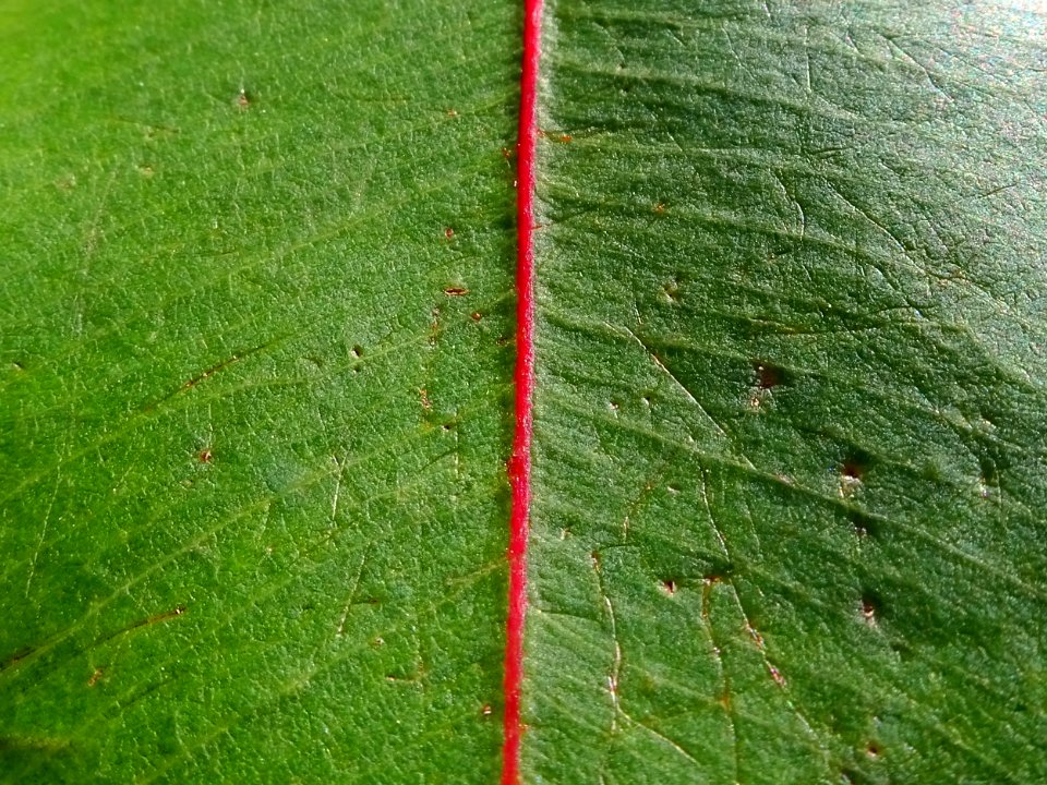 Eucalyptus leaf photo