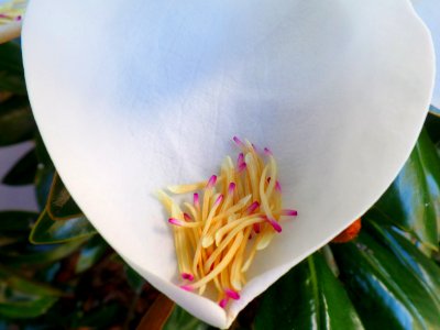 Magnolia flower bowl photo