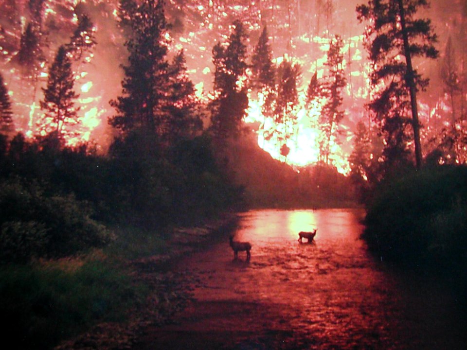 Fire & Elk, E Fork Bitterroot River, John McColgan, MT 8-26-00