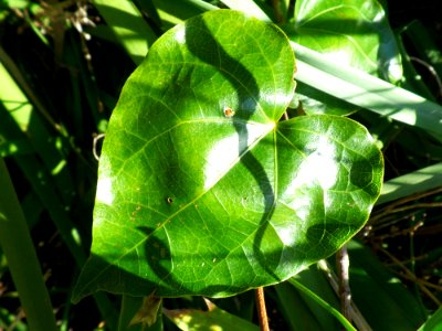 Heart shaped leaf photo