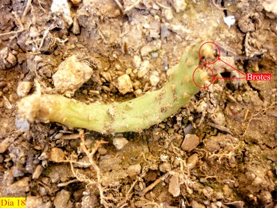 Brotes vegetativos en Opuntia boldinghii