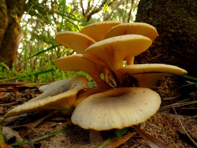 House of Fungi