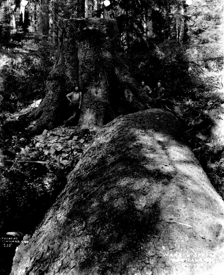 235 Spruce Log & Stump