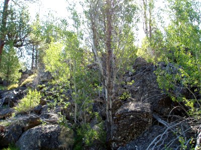 Birch Tree Grove and Cliff-Malheur photo