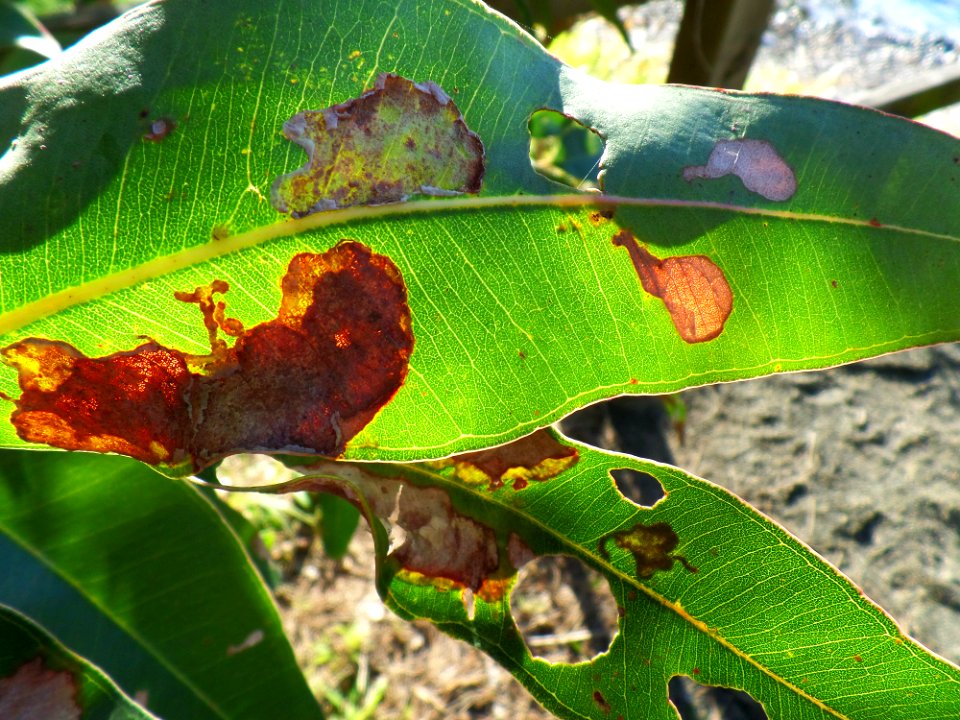Gumtree leaves in the sun