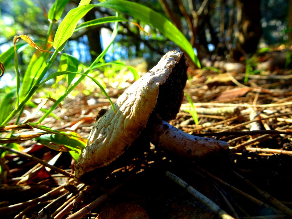 Wild mushroom photo