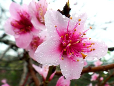Rainy fruit tree blossom photo