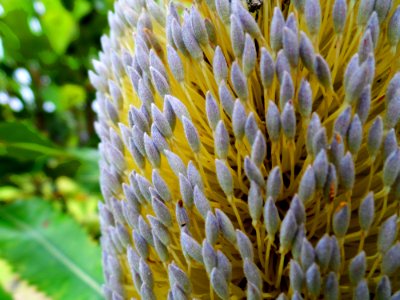 Banksia flower photo