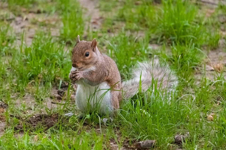 Squirrel animals rodent