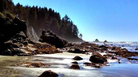 Unlike gulls, PNT hikers have to travel by the tides on the 40 miles of the trail along the Pacific Ocean