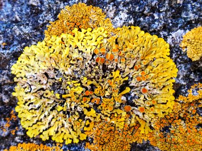 Lichen flowers photo