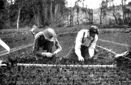Columbia NF - Transplanting Seedlings, WInd River Nursery, WA c1920 photo
