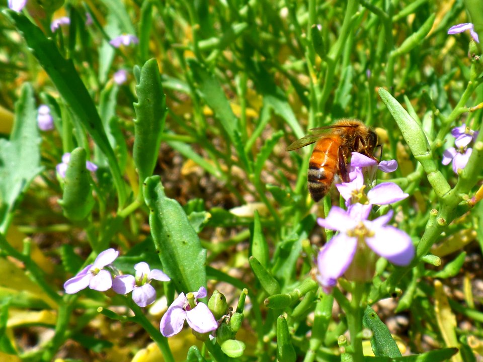Beautiful bee