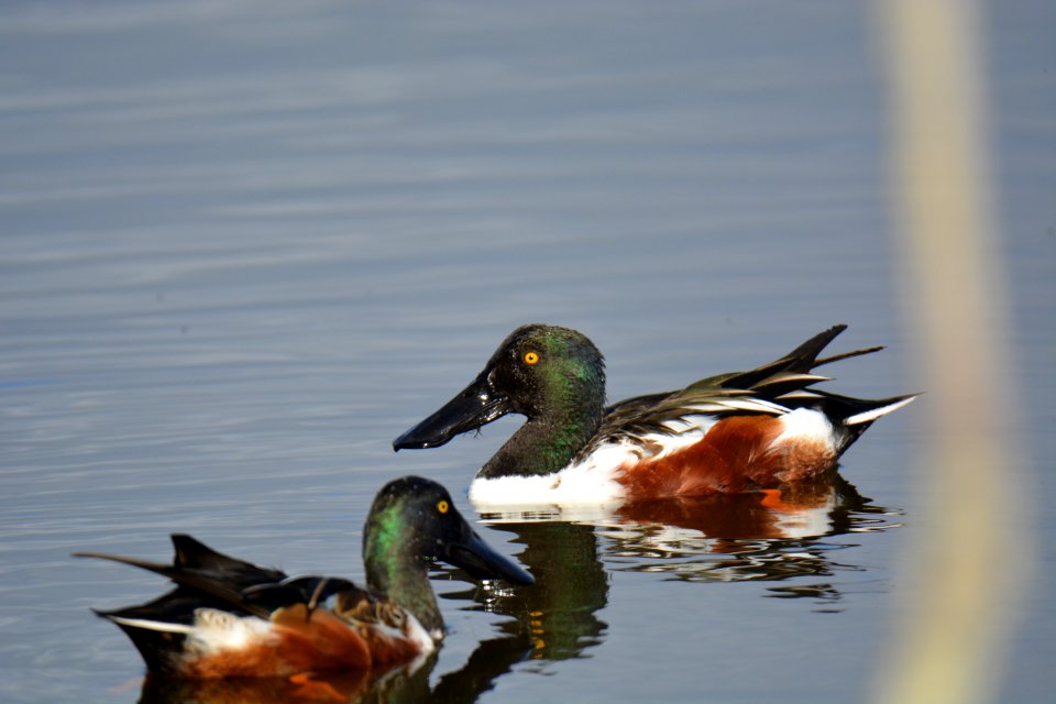 Canard souchet (Spatula clypeata)