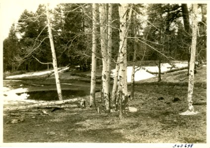 1935 Ochoco December Beaver 001