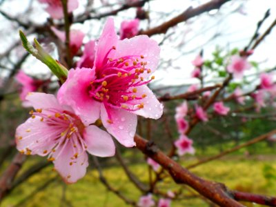 Fruit tree blossom photo