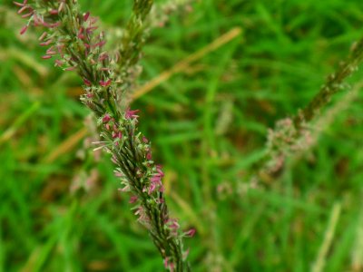 Pretty flowering grass photo