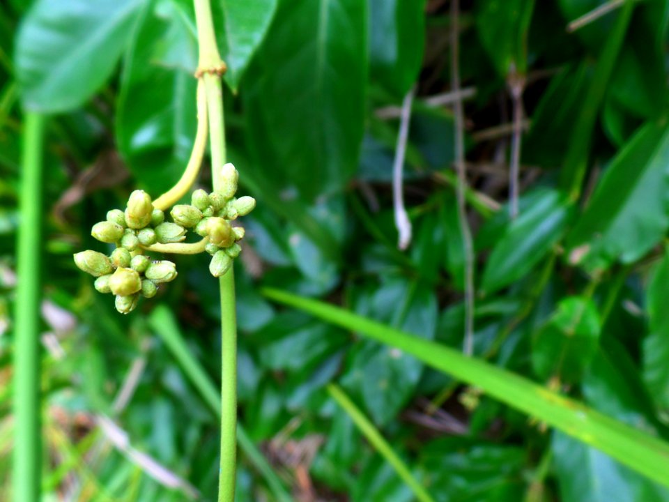 Viney flowers-to-be